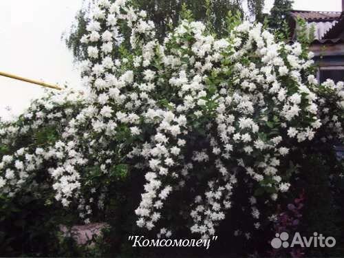 Жасмин махровый Комсомолец