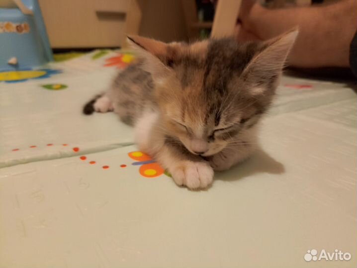 Котенок