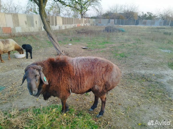Эдильбай Баран Гисарский