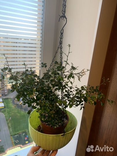 Мурайя мин-а-мин взрослое растение