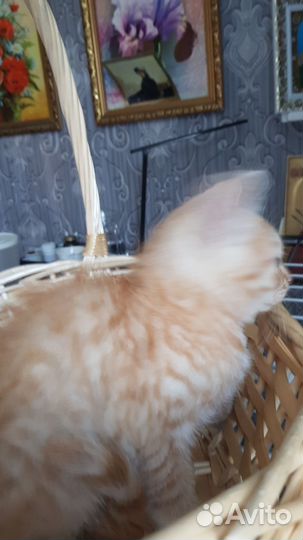 Котик рыжий в добрые руки