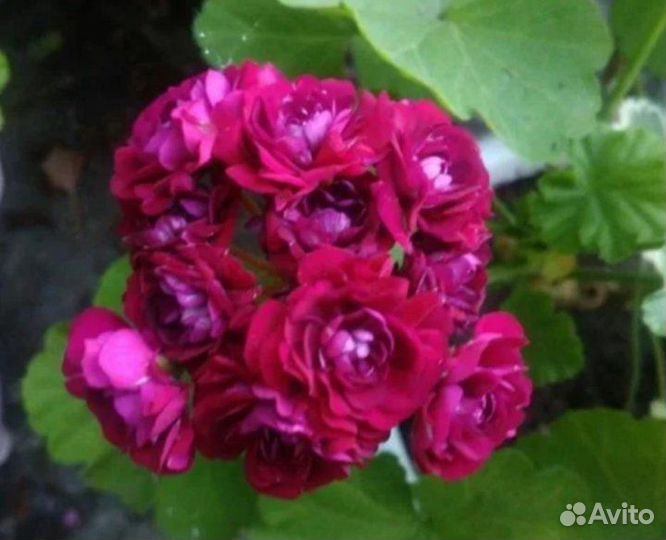 Пеларгония