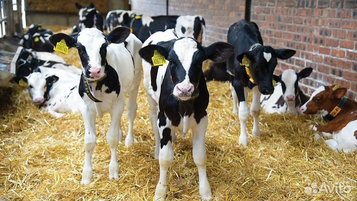 Телята бычки