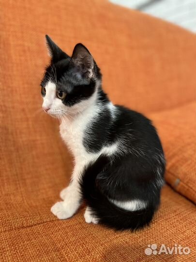 Котята в добрые руки бесплатно