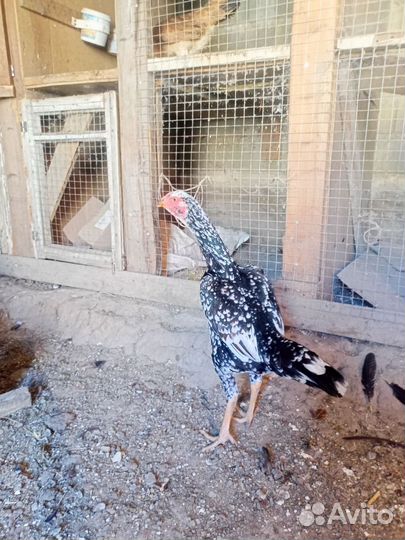 Бойцовые курицы