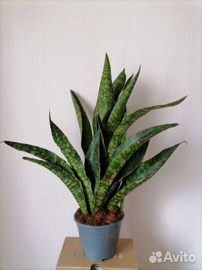 Сансевиерия масониана Дракон