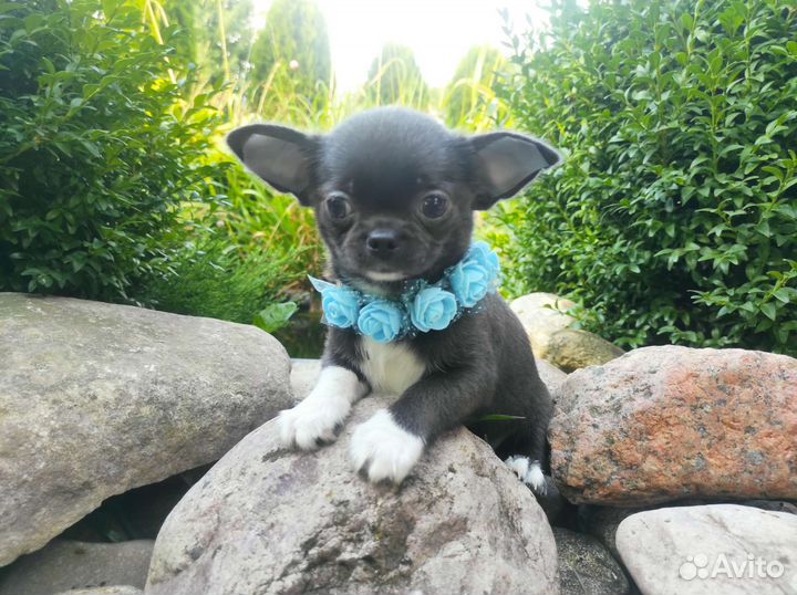 Голубые и лиловые щенки чихуахуа