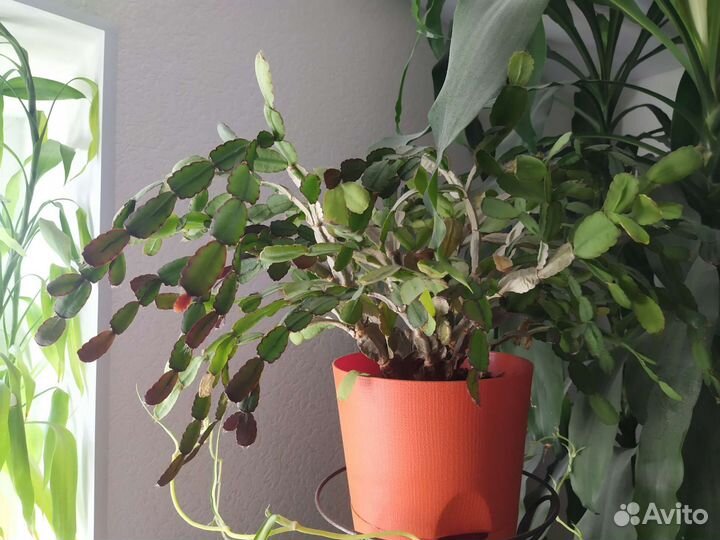 Декабрист взрослое растение