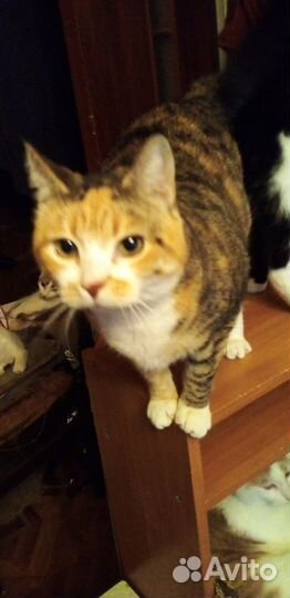 Кошки -пеструшки красотки в добрые руки ищут дом