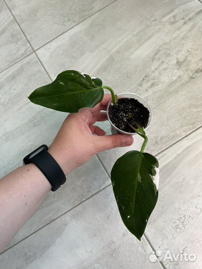 Филодендрон