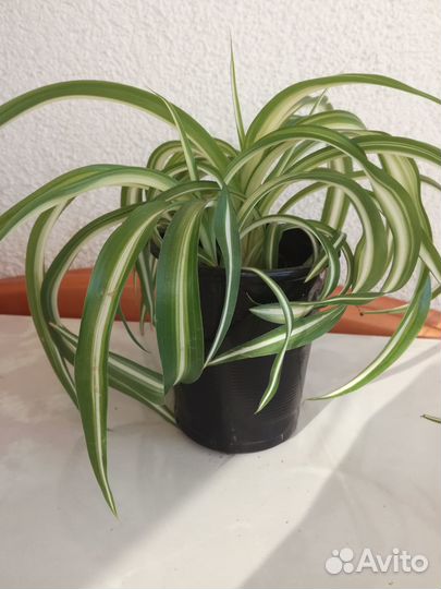 Хлорофитум Бонни (кудрявый)