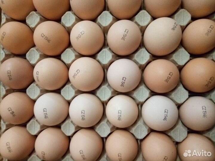 Инкубационное яйцо бройлера Испания,Словакия