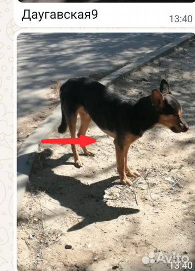 Собака в добрые руки