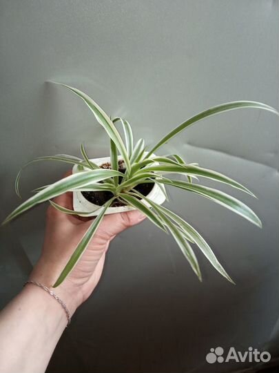 Хлорофитум