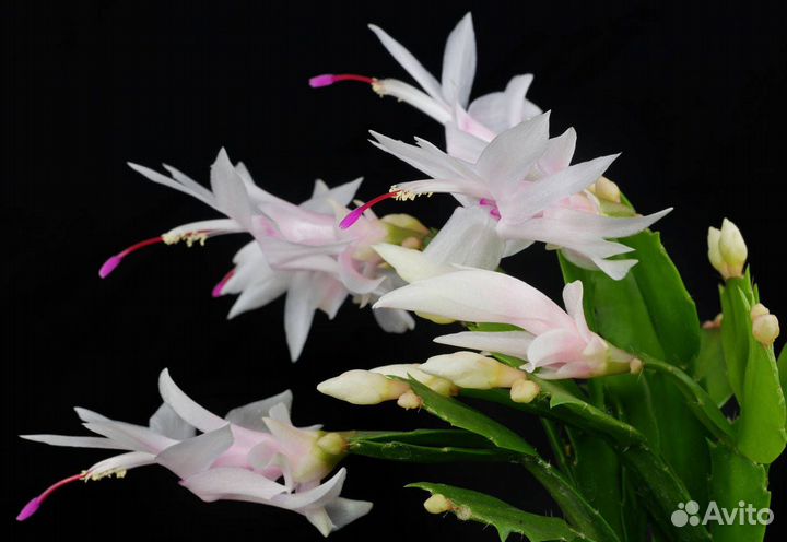 Домашние растения цветы