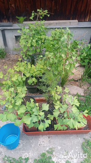 Гинкго двулопастный. Деревья (20 штук). 6 лет