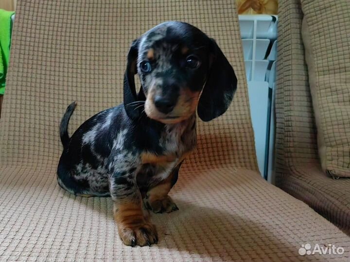 Щенки таксы