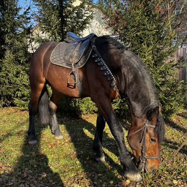 Жеребец на случку