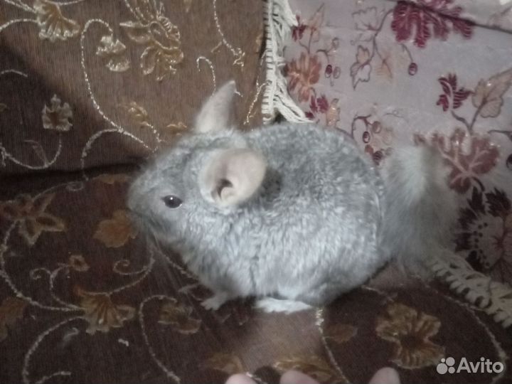 Серебристая шиншилла