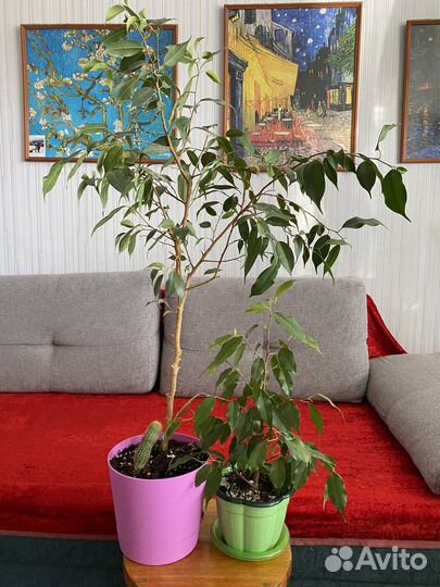 Комнатные растения для дома и офиса