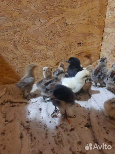 Цыплята породы Китайская шелковая