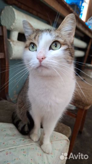 Кошка Ксюша