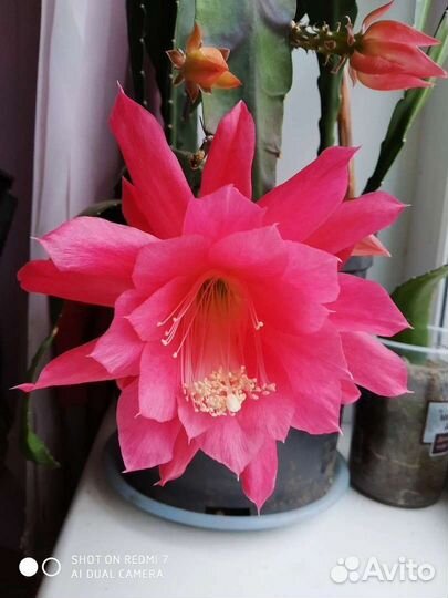 Шлюмбергера, эпифиллум