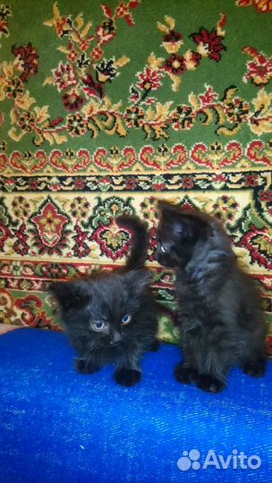 Отдам котят