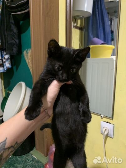 Котёнок в добрые руки