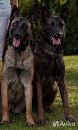 Щенки бельгийской овчарки Малинуа