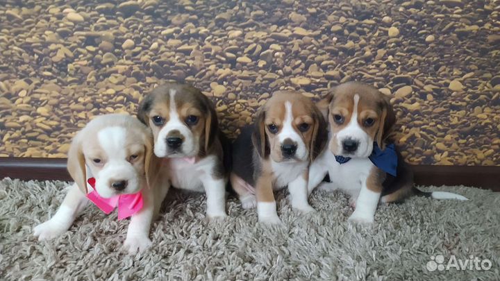 Щенки бигля