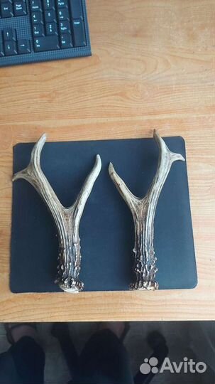 Рога лося и касули