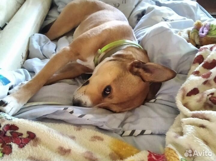 Отдам в добрые руки