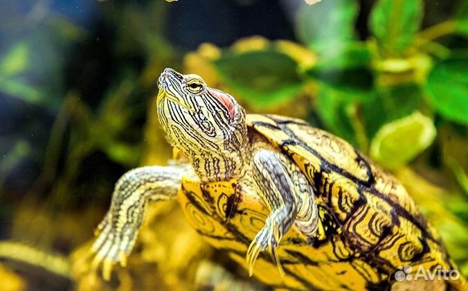 Красноухая черепаха - Trachemys scripta