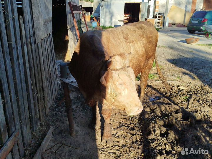 Бык на мясо