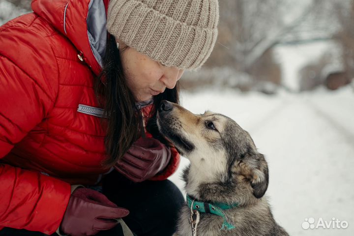 Собаку в добрые руки