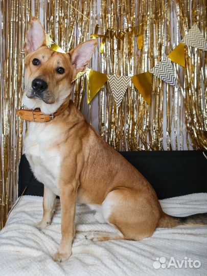 Собака в добрые руки отдам бесплатно