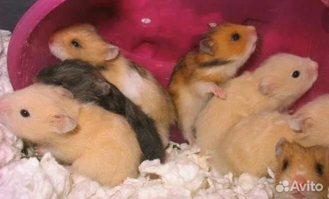 Хомяки сирийские