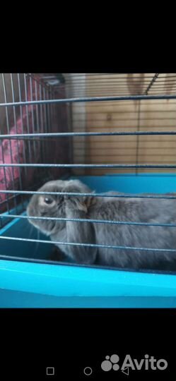 Вислоухая девочка голубого окраса