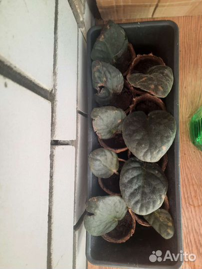 Отдам бесплатно