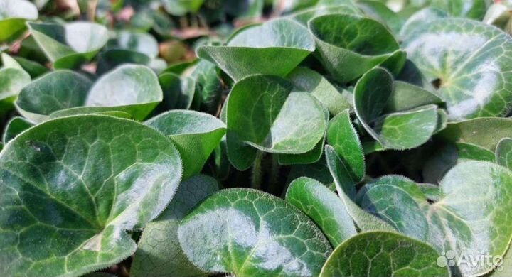 Копытень европейский