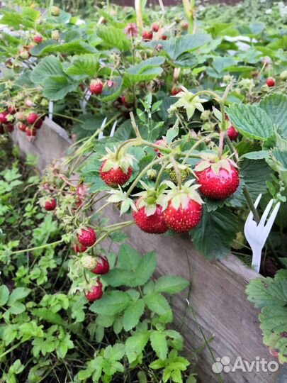 Рассада клубники