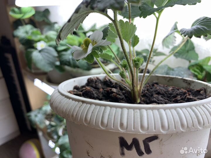 Рассада клубники Мальга