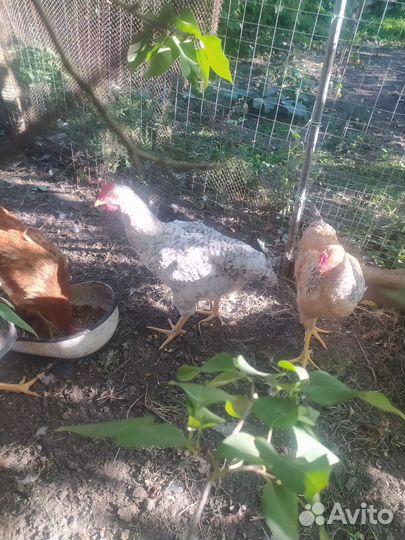 Молодые петухи