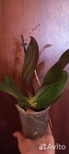 Орхидея фаленопсис мини