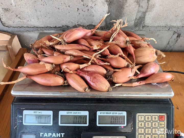 Рокамболь, лук шалот, лук многоярусный