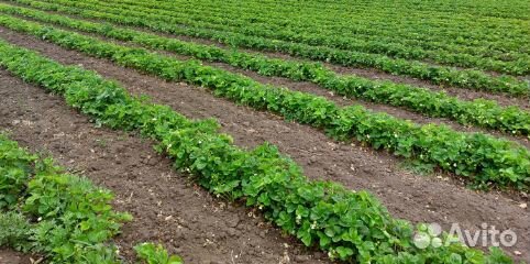 Рассада клубники прием заказов на осень 2023