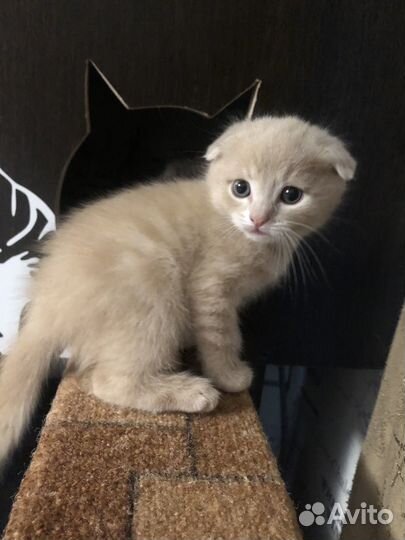 Котята сибирской кошки