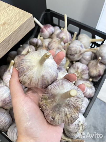 Чеснок озимый