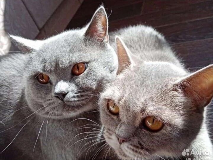 Британские котята